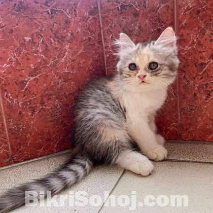 Persian Cat female